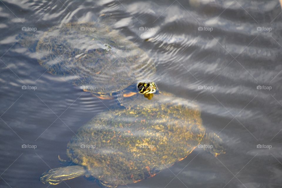 2 large turtles swimming in a river together