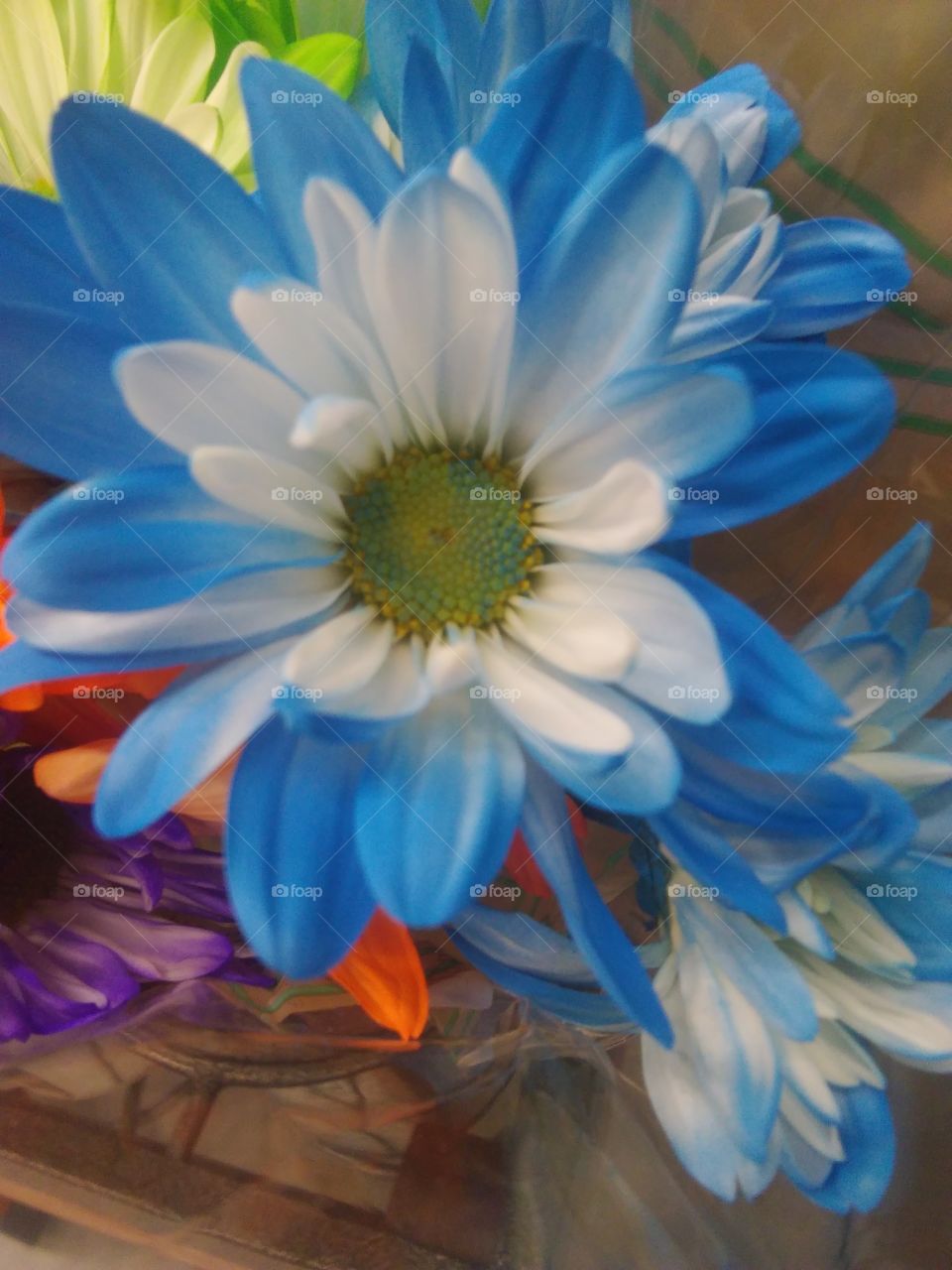 blue n white flower