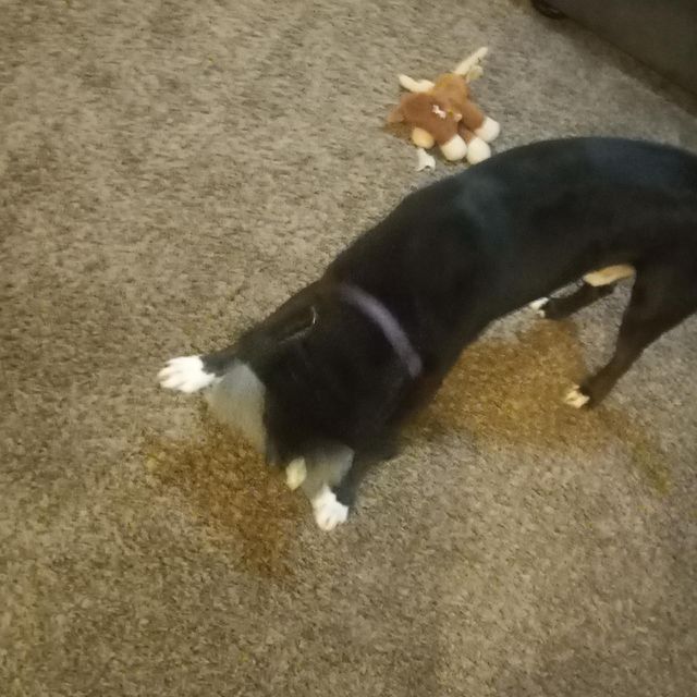 A smaller mixed pit bull getting ready to shake his favorite stuffed bunny with other favorite toys in the background .