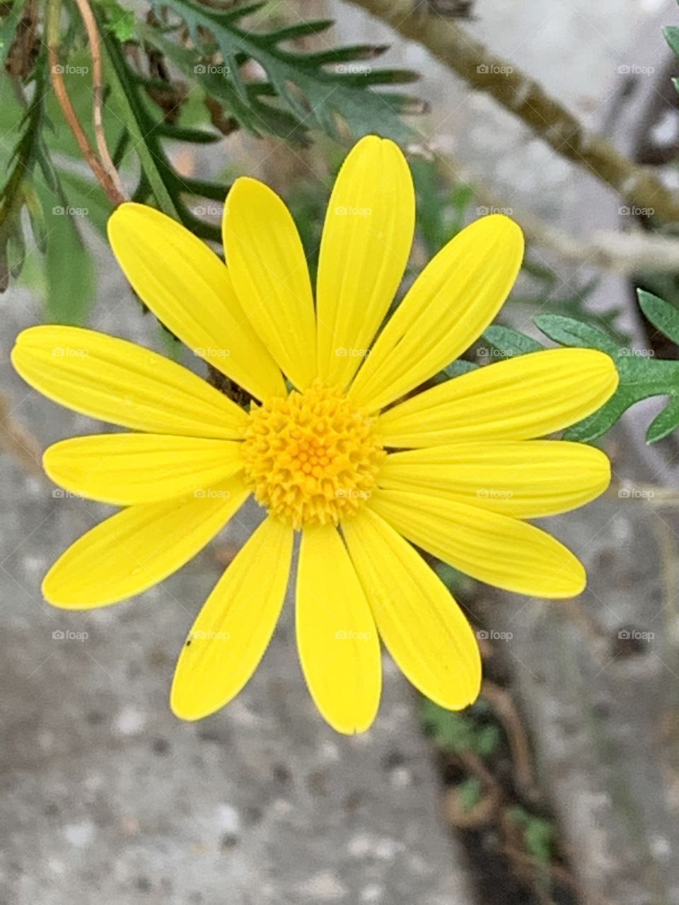 Yellow flower