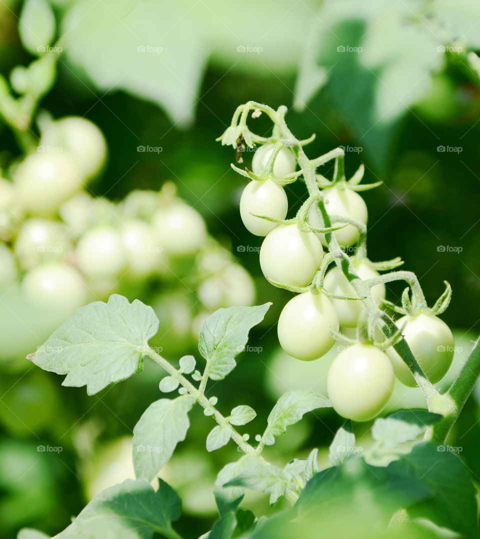 green tomatoes