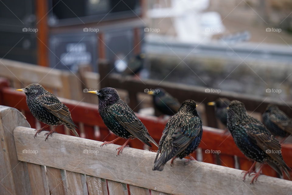 starlings waiting for food scraps