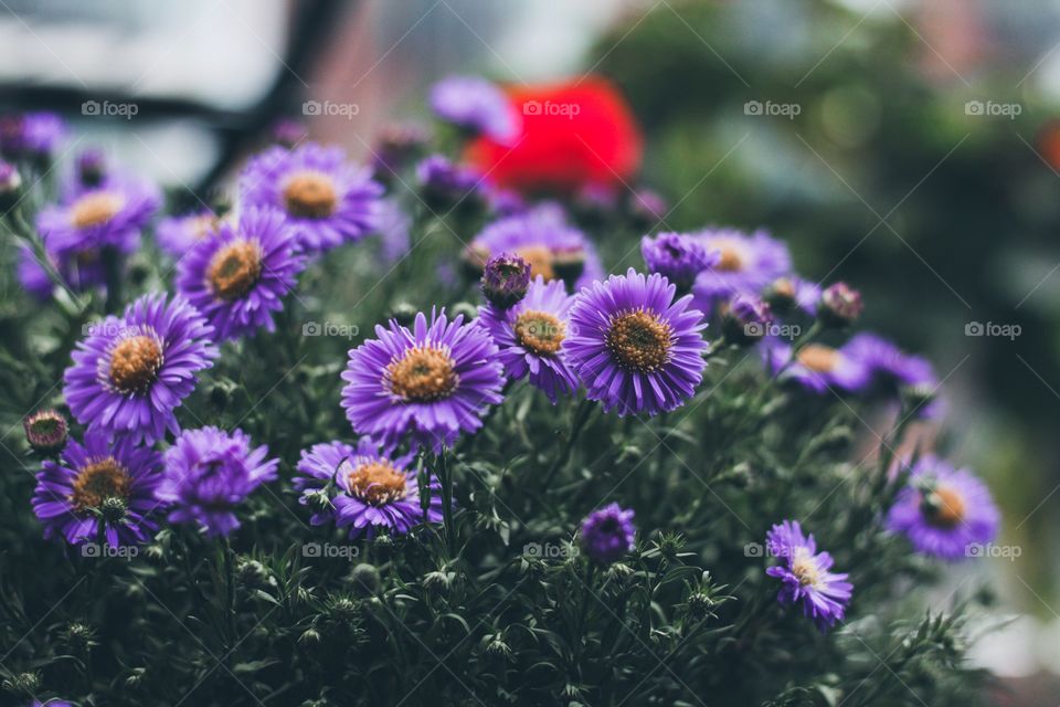 Purple flowers and one red blurred