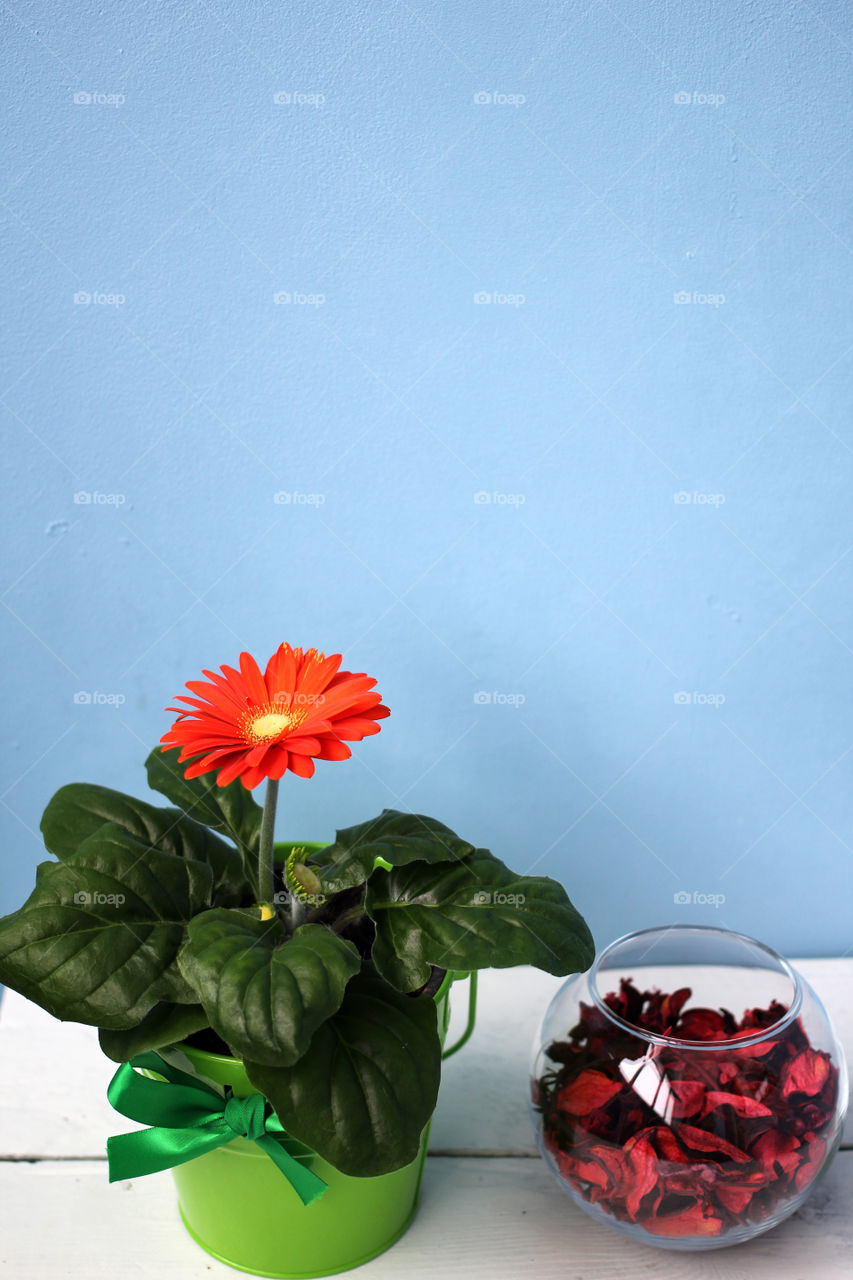 Flower and vase with rose petals standing on a white table