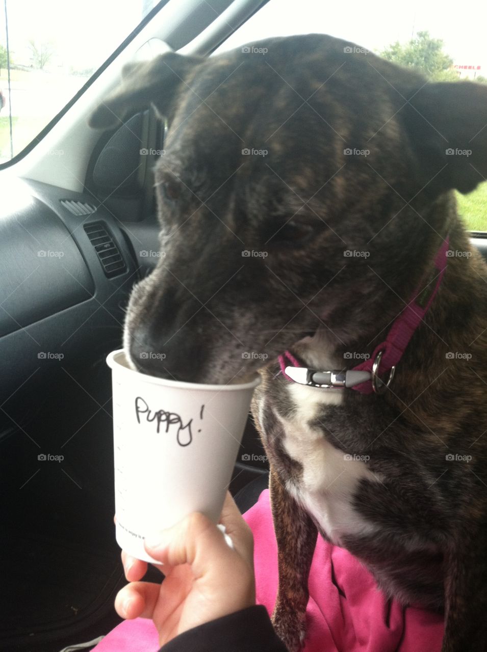 Cute dog enjoying a pup cup, whipped cream, from a local coffee drive through 
