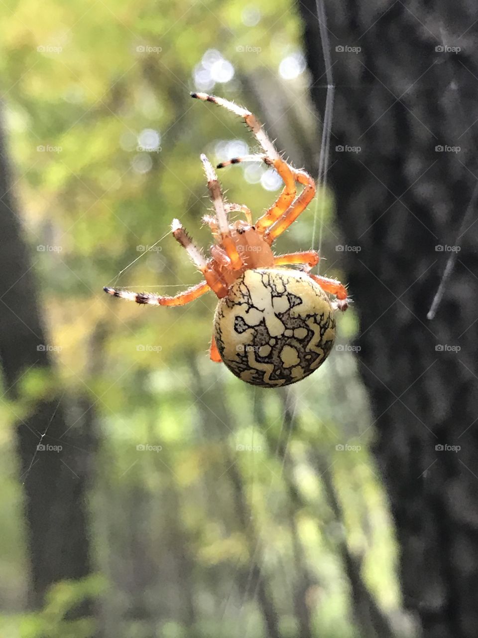 Bright yellow Cone Weaver spider on its web. 