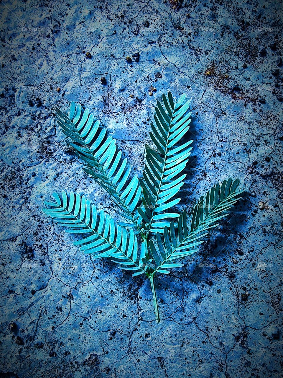 A simple leaf