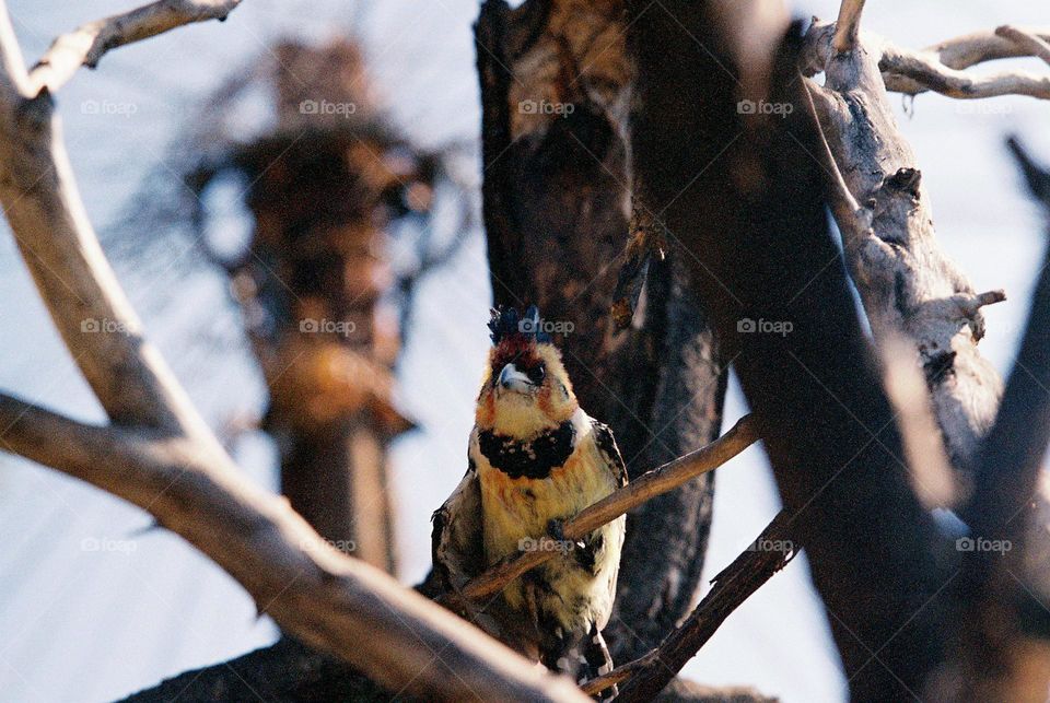 Crested Barbet.