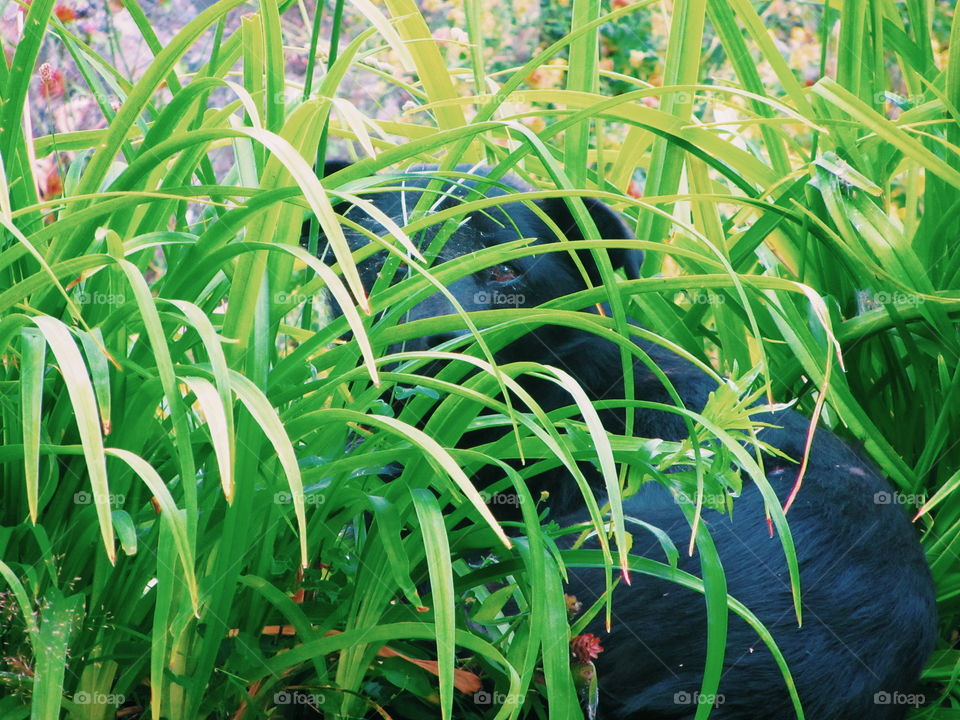 Dog in grass