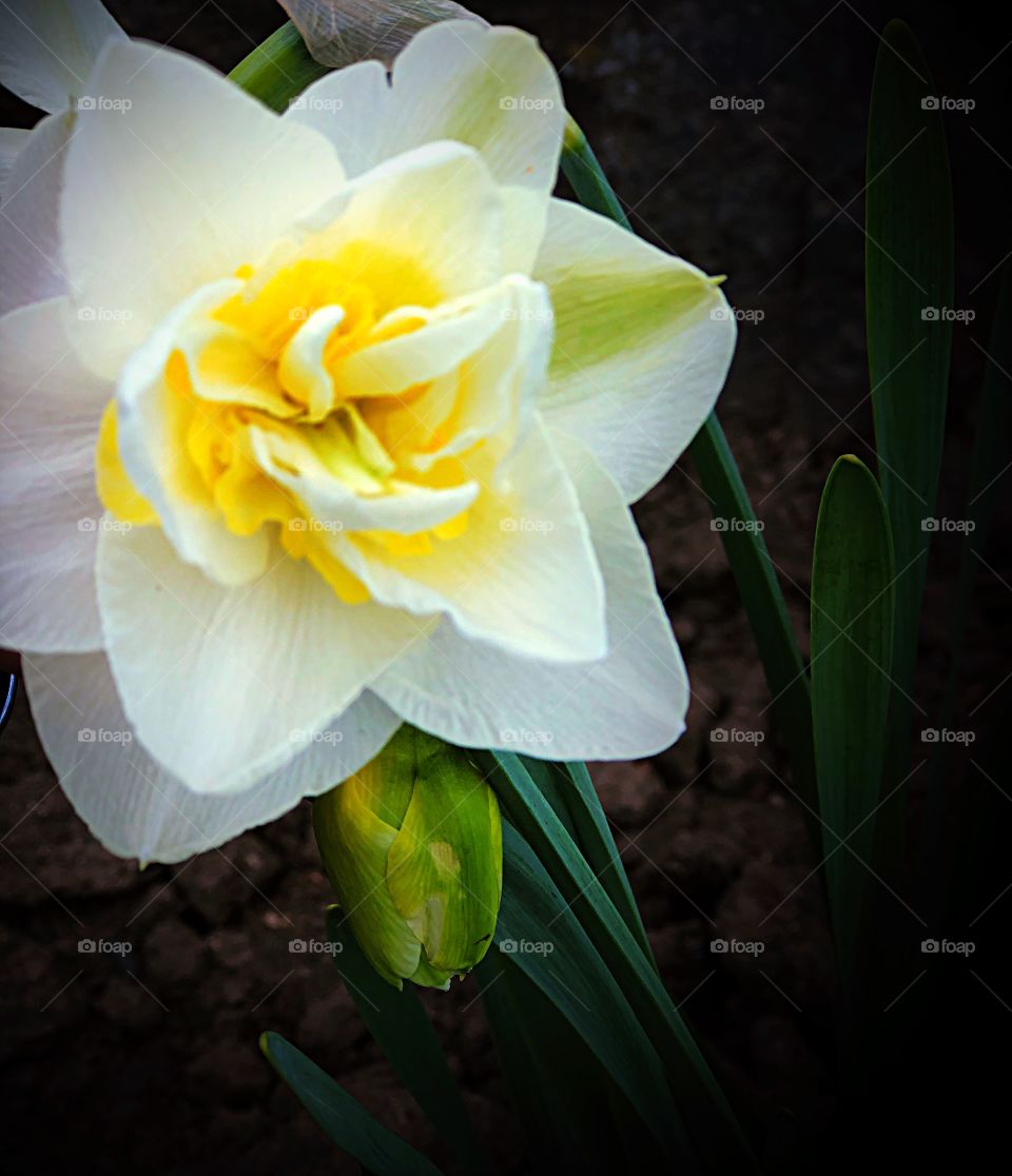 One daffodil
