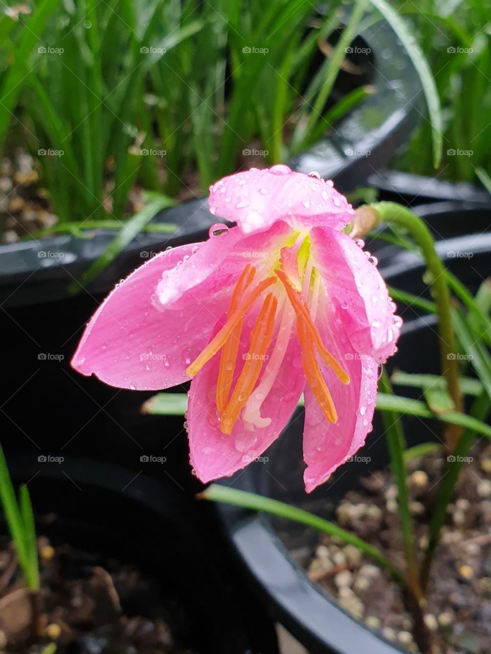 the beautiful rain lilly in Thailand