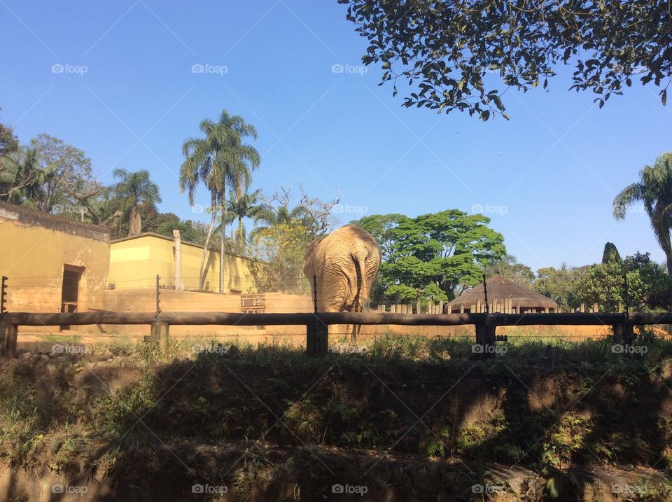 Elefante Africano Zoológico São Paulo - Brasil 