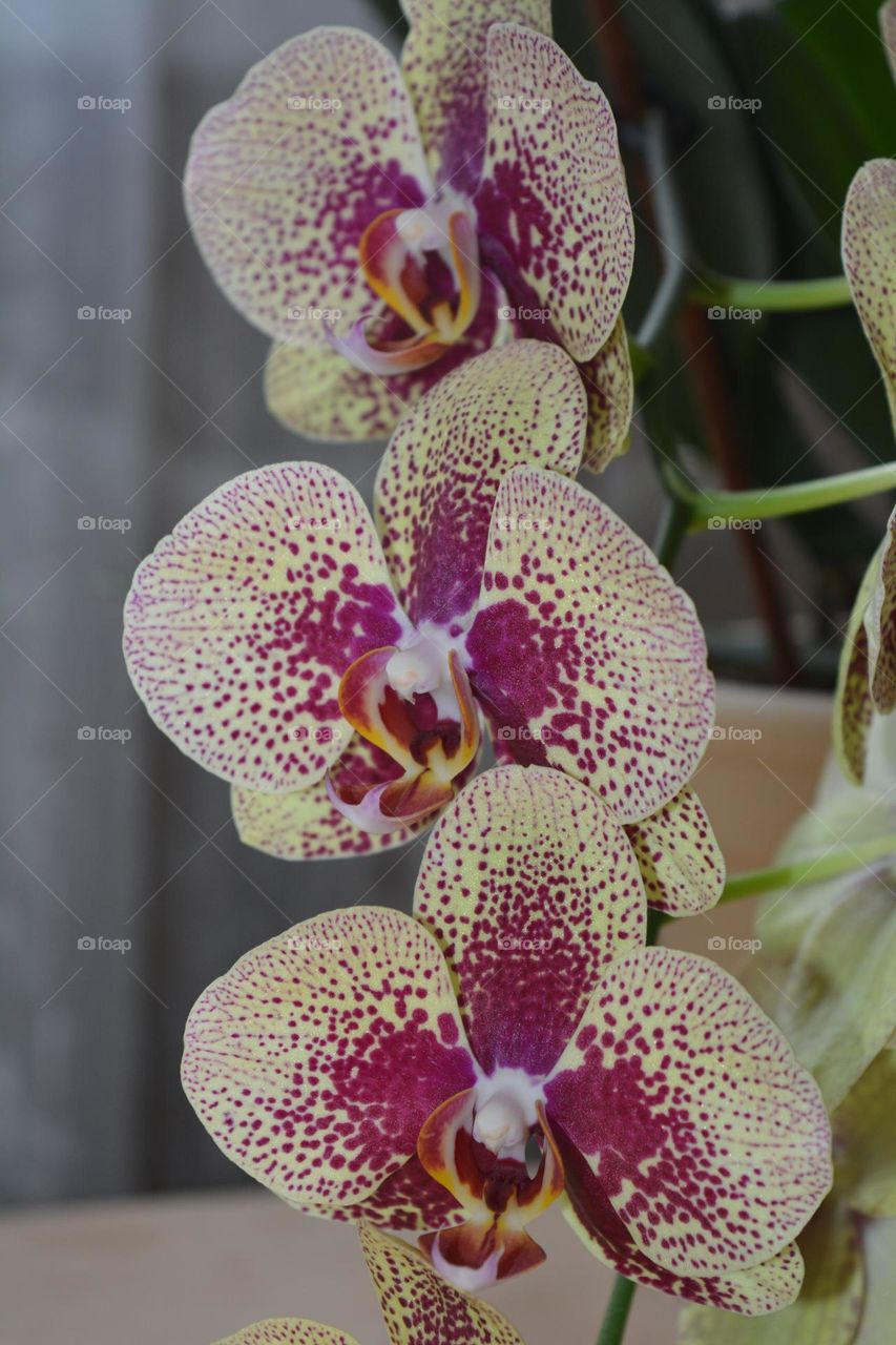 orchids flowers beautiful texture background