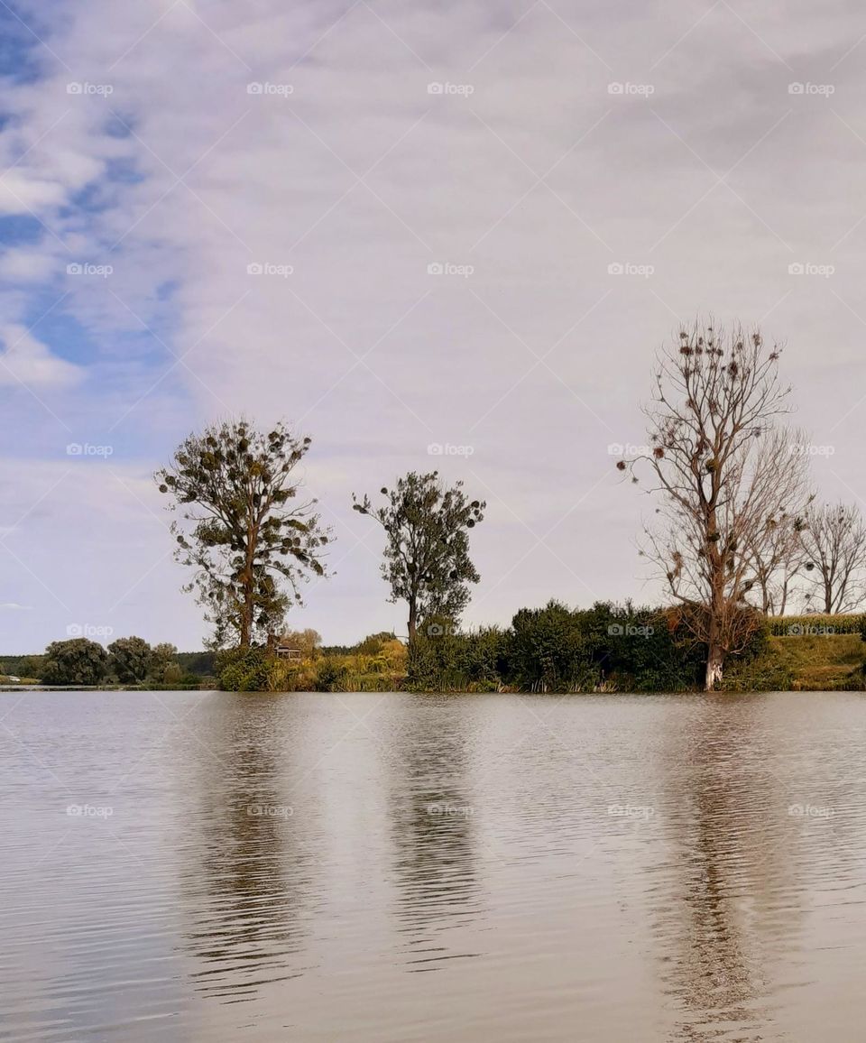 three trees growing near a lake