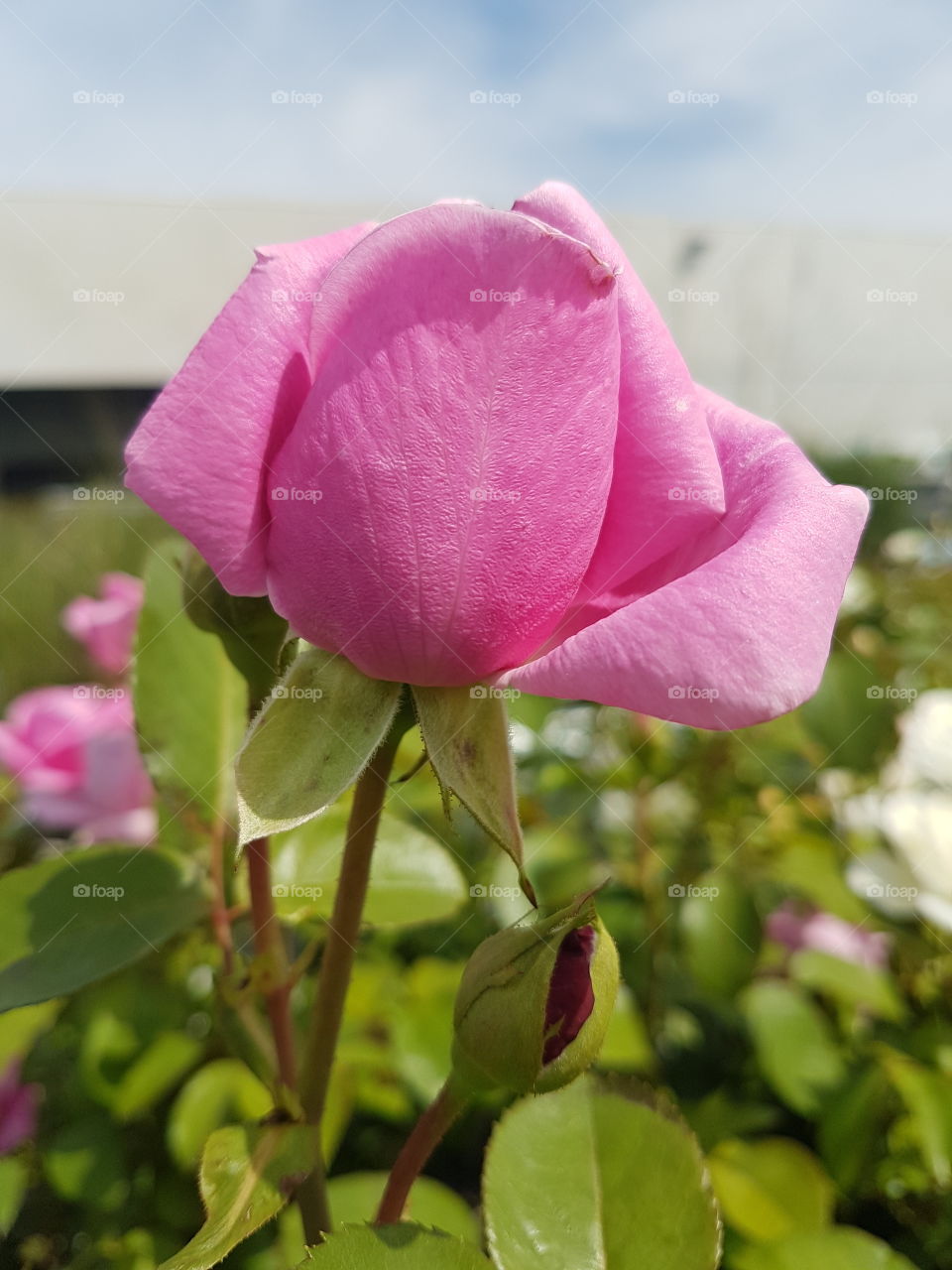 pink rose