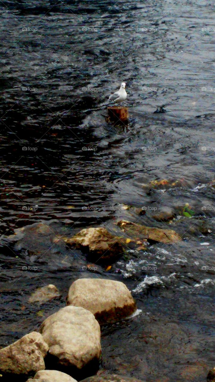 Bird on the river