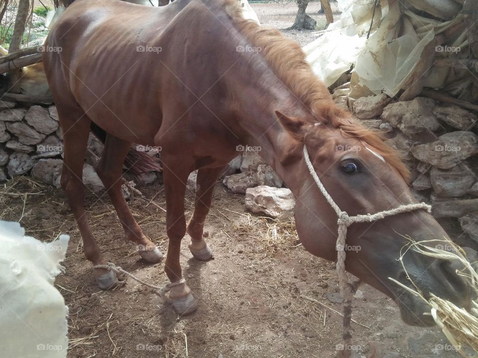 Beautiful brown horse looking at camera.