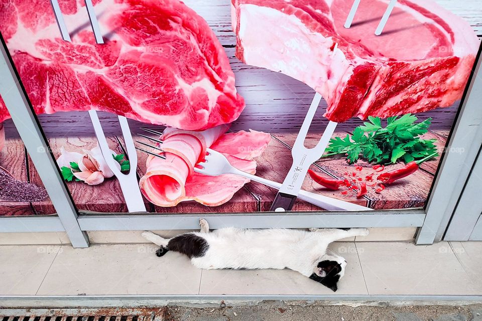 Funny Situation, Creepy Comical View, A Cat Lying in Front of a Butcher's shop