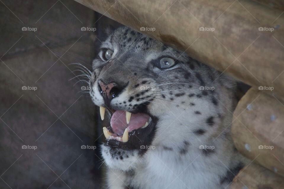 teeth animal tongue leopard by mikeyh