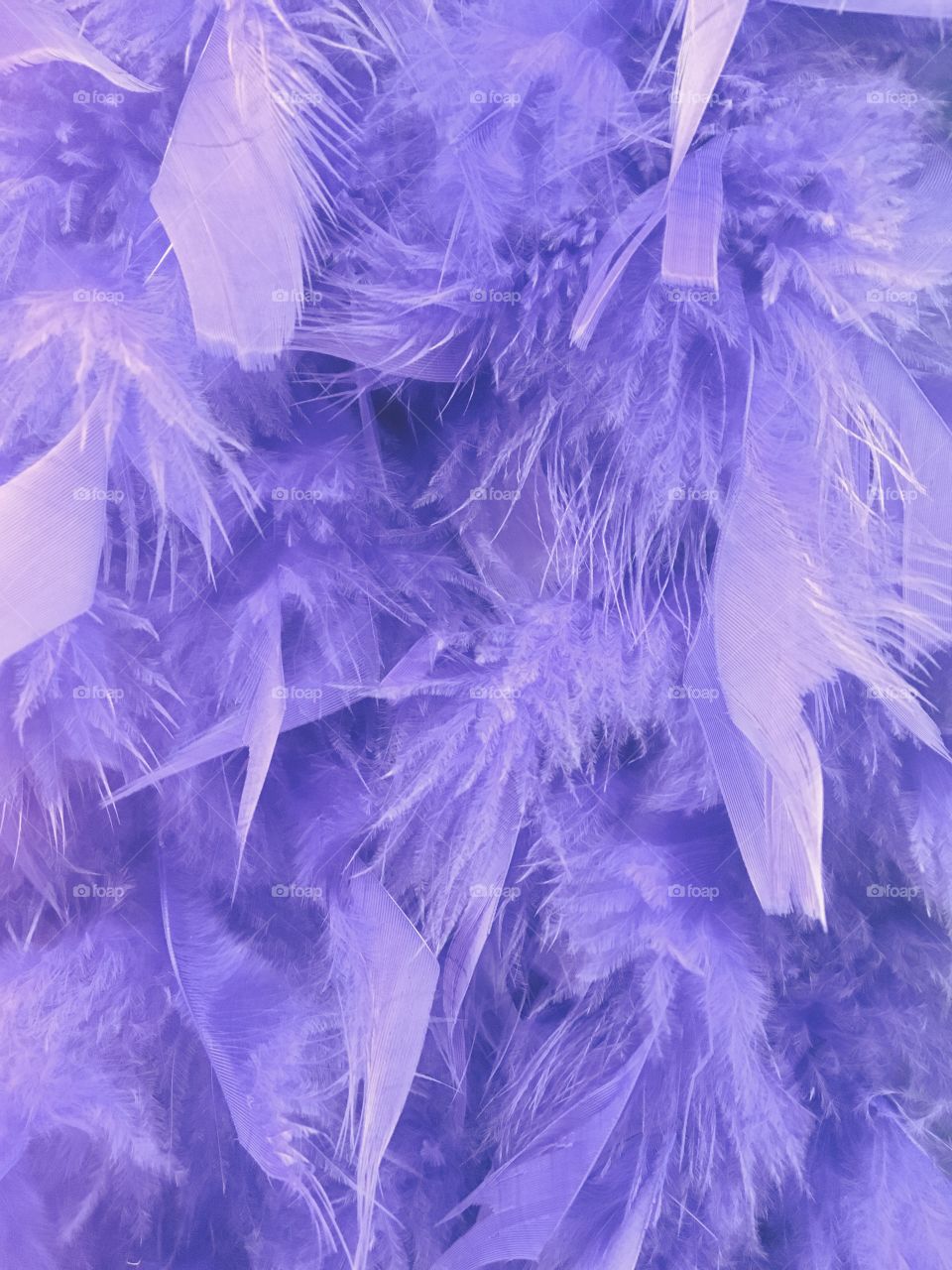 Feathers 