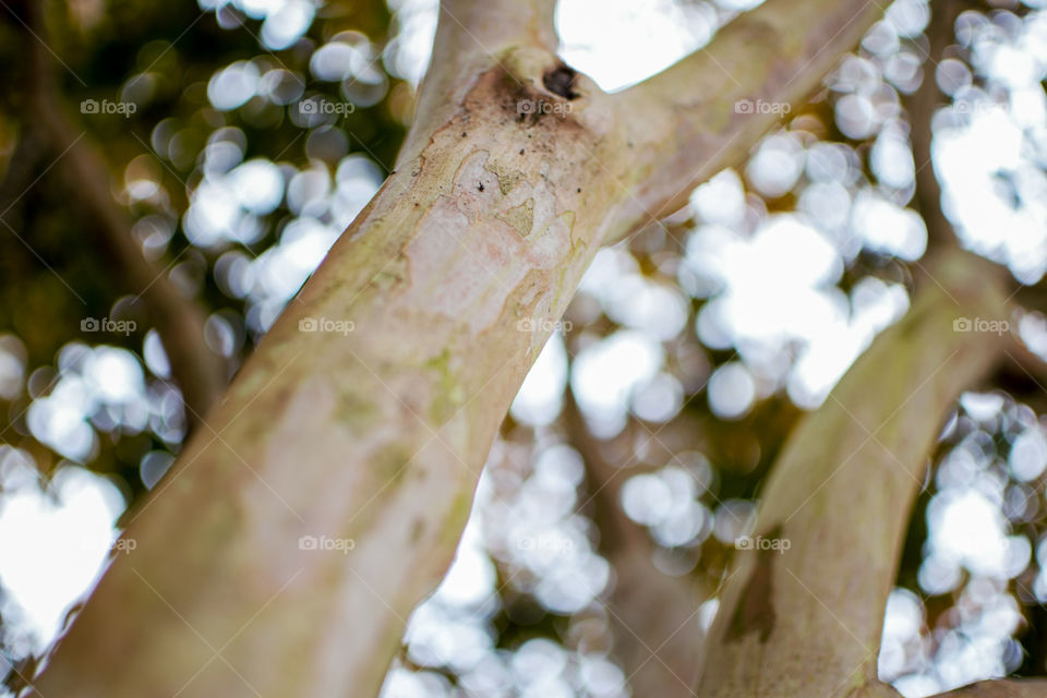Crepe Myrtle Tree trunks