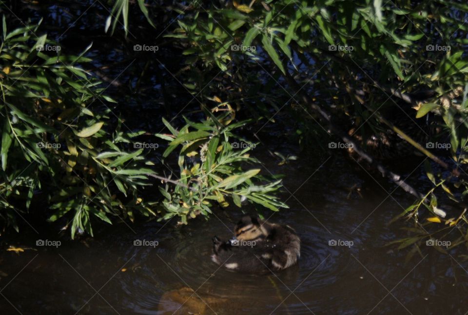 Duck in the pond