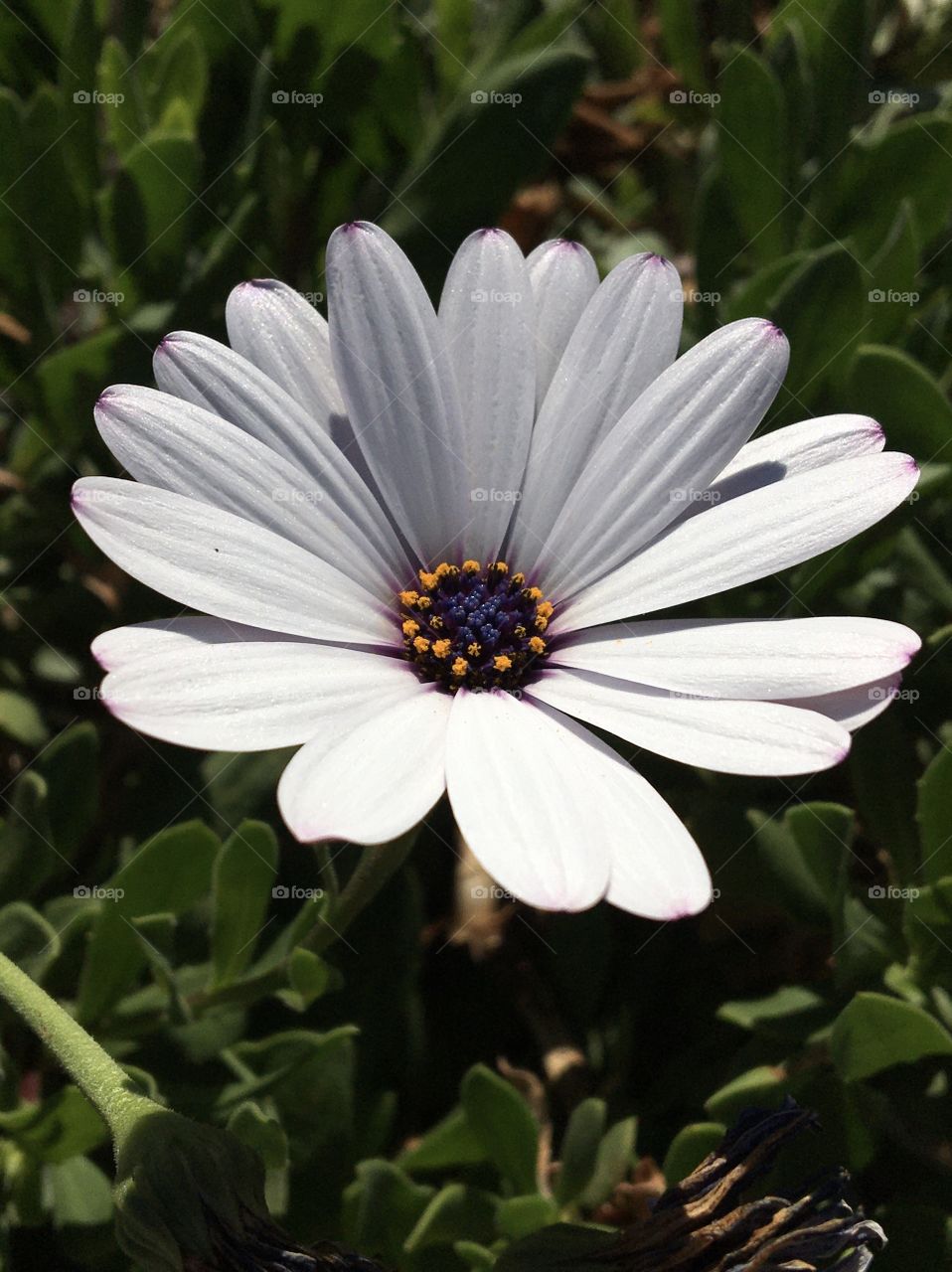 Sun on flower from South