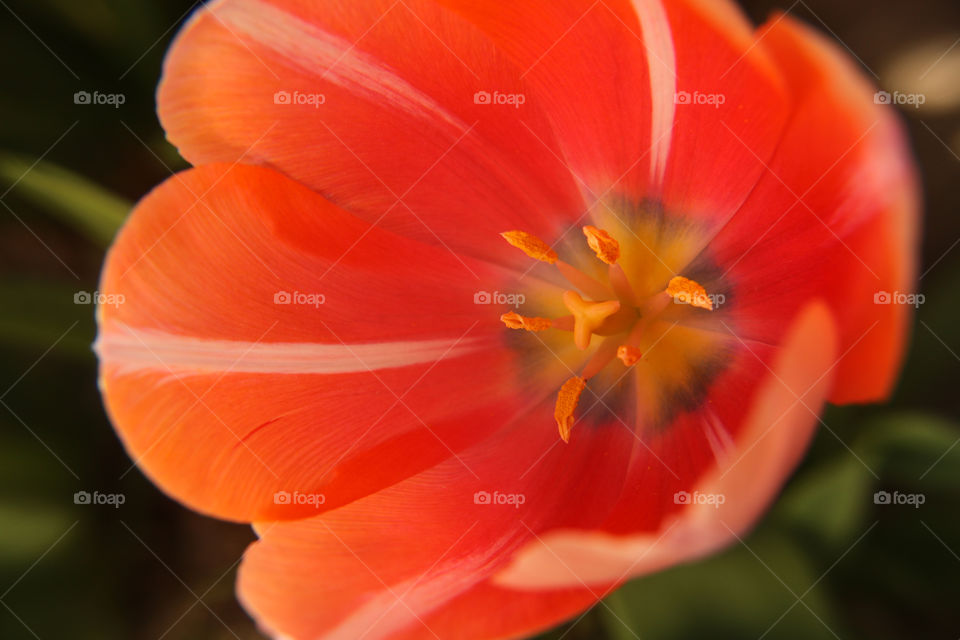 Orange/pink tulip