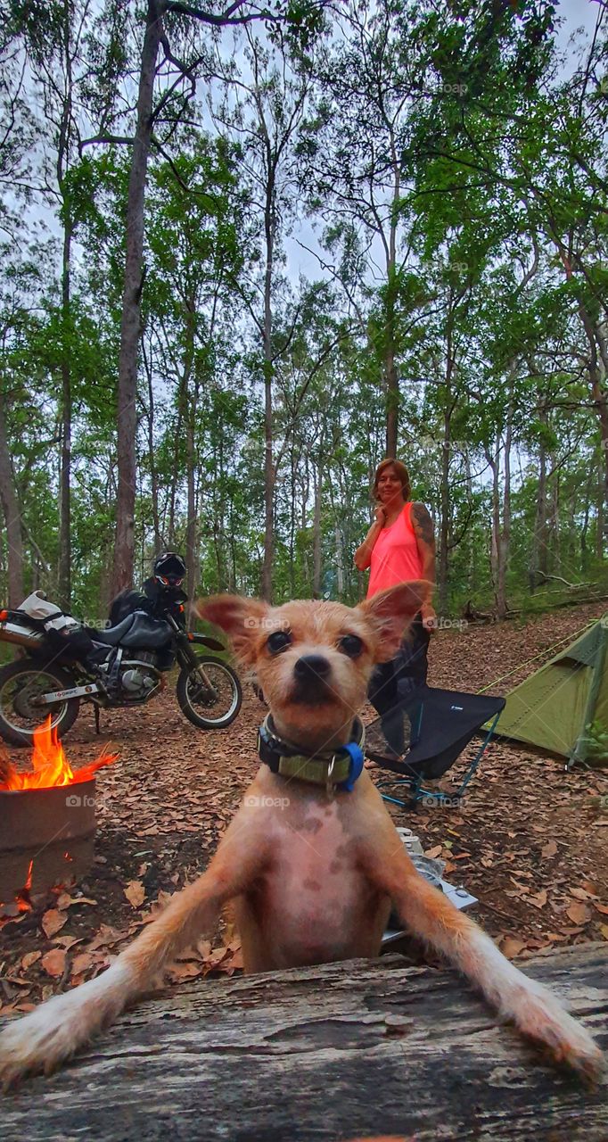 dog camping with owner
