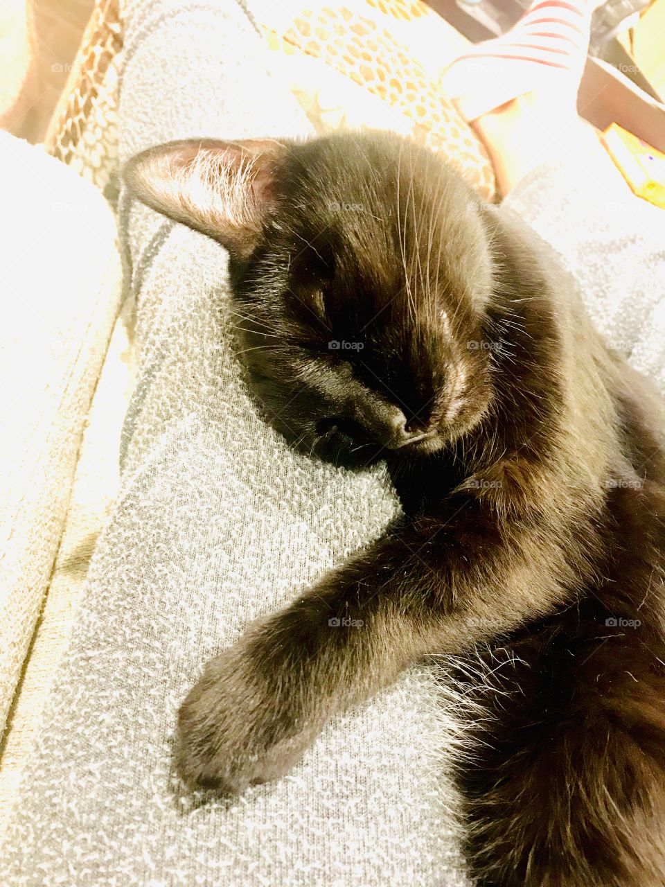 Darling kitty cat all cuddled up for afternoon nap!!