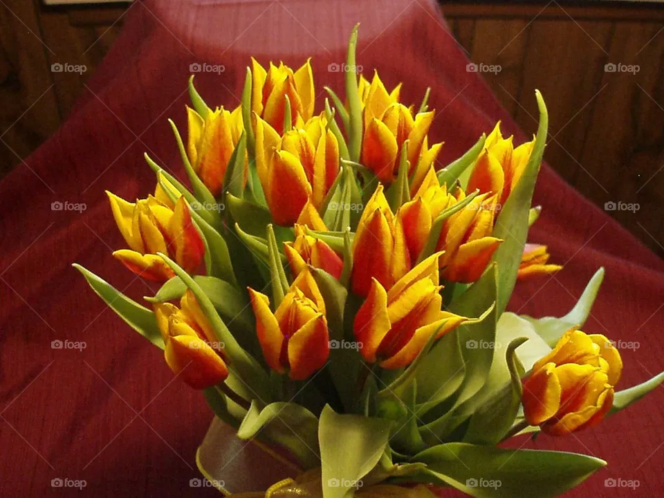 TULIPS