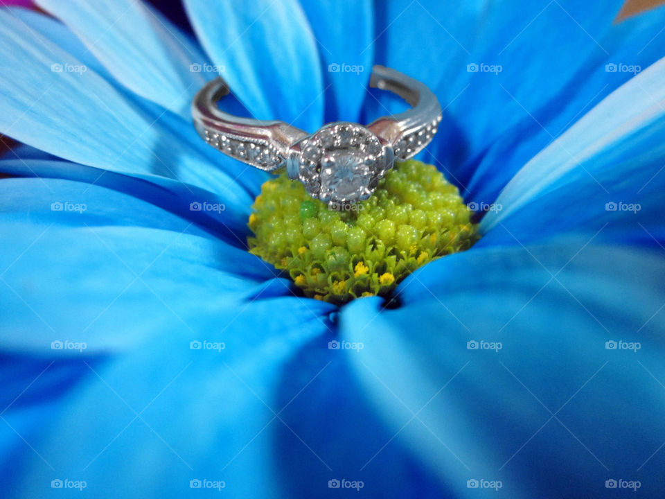 Crazy Daisy Engagement 