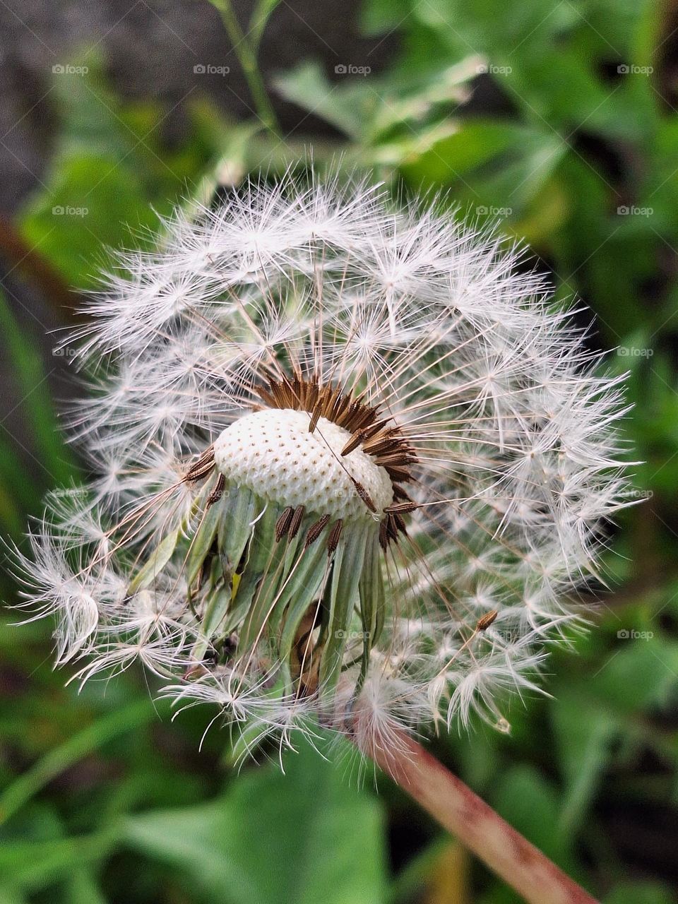 dandelion