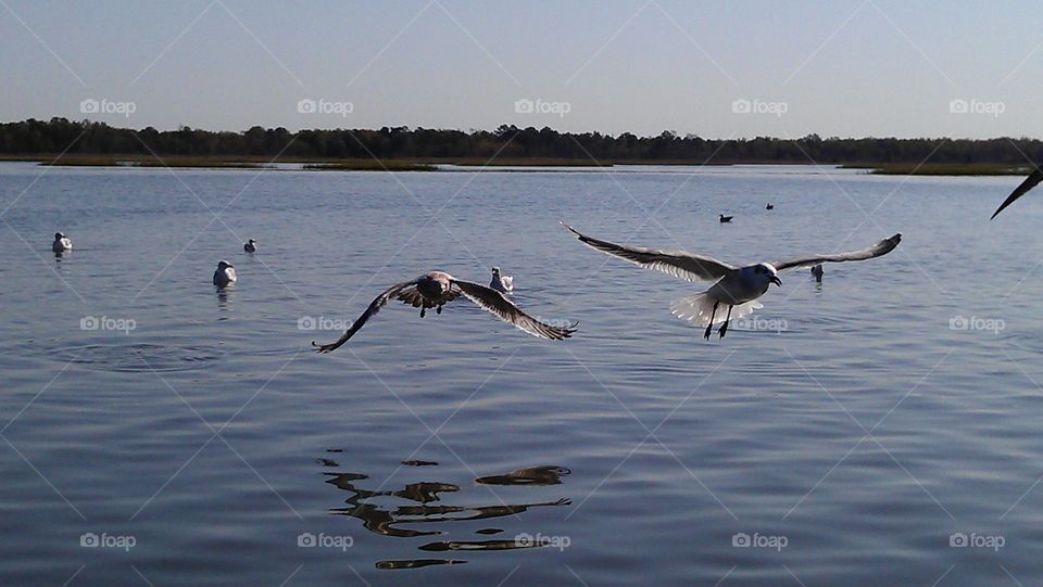 Bird, Water, No Person, Seagulls, Lake