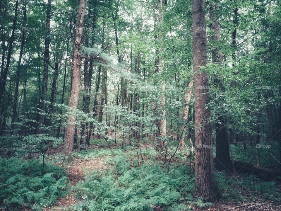 enter the house of the forest