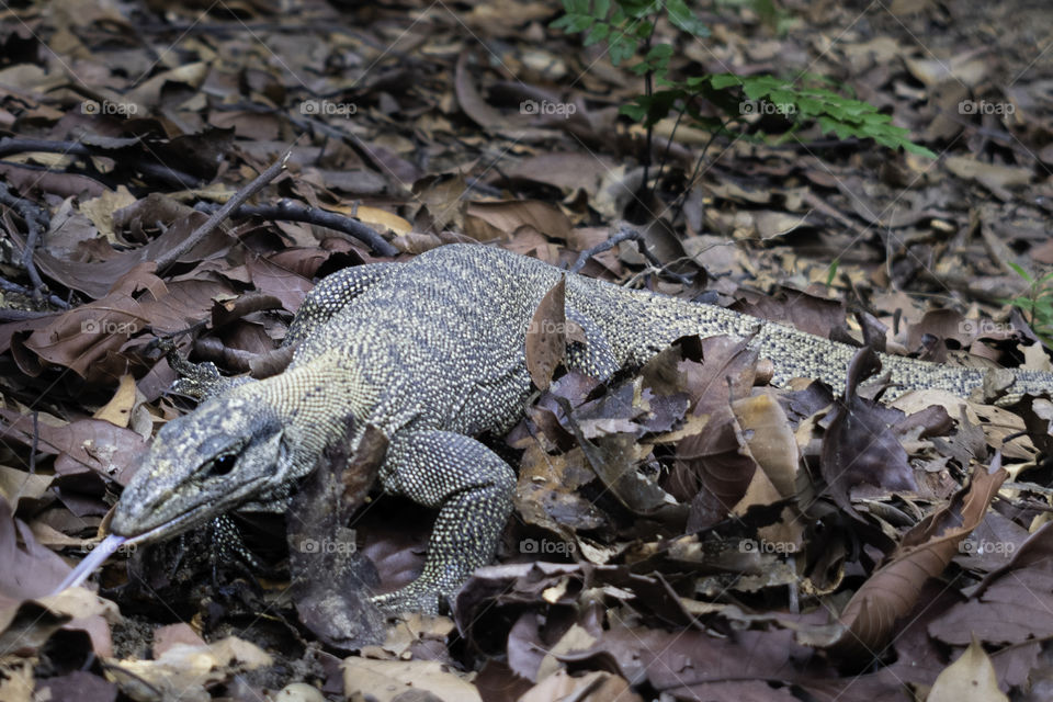Giant lizard crawling in the park