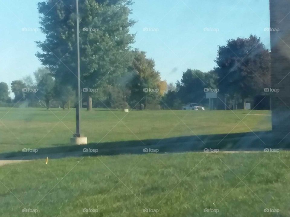 pole trees grass green sky