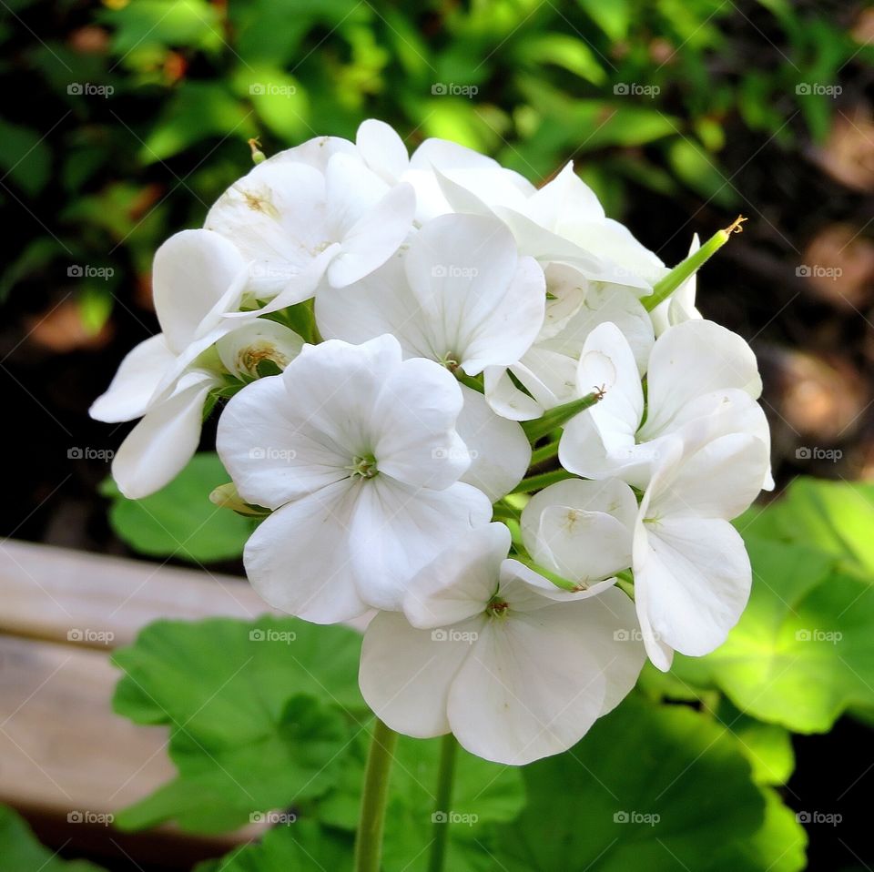 White Geranium
