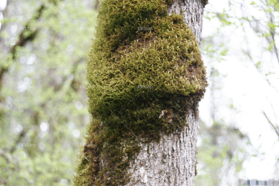 mossy tree