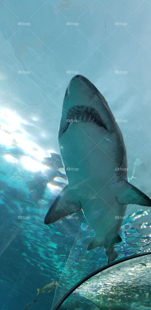 At the Ripley's Aquarium in Toronto under the shark display