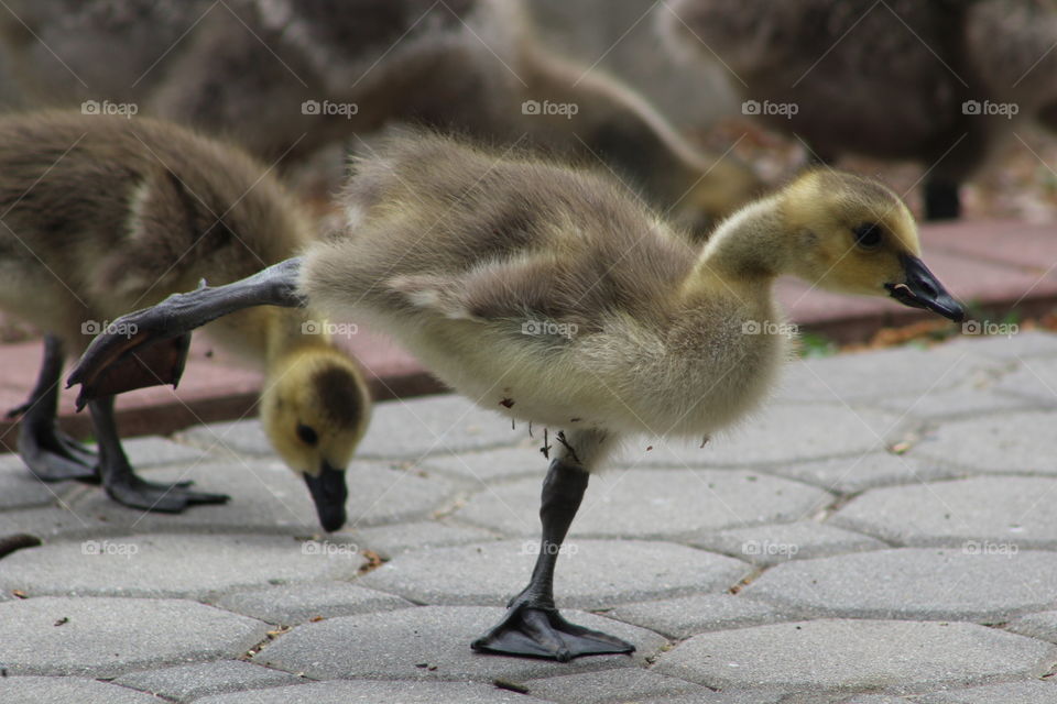 Small fuzzy gosling stretching, standing on one webbed foot 