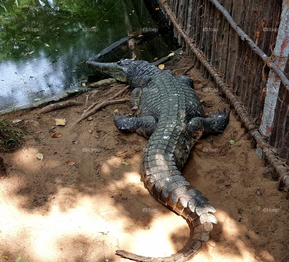 crocodile