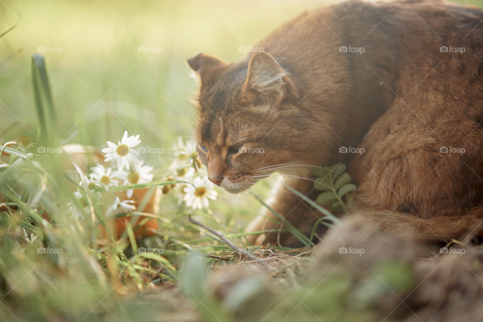 Somali cat outdoor at spring sunny day