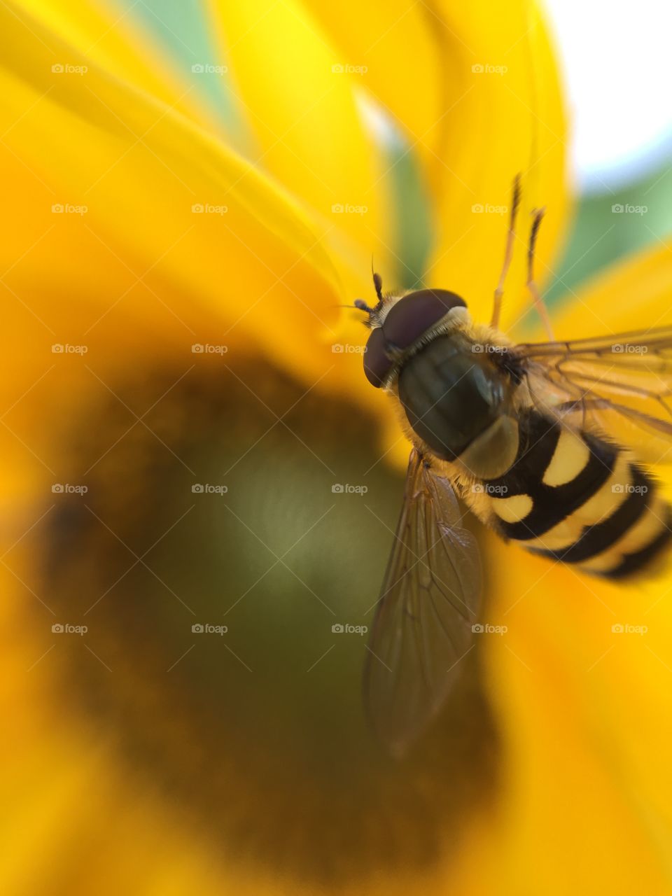 Sunflower and a bee