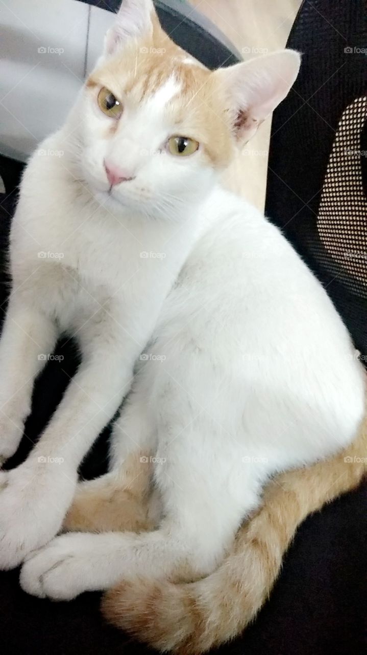 mikoooo- white cat