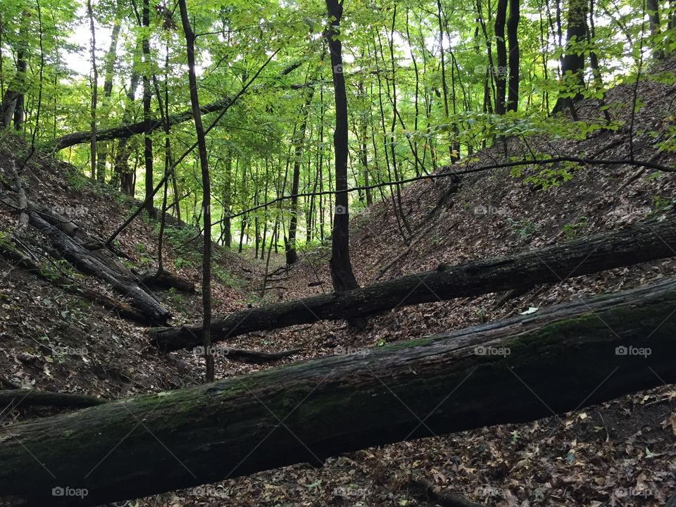 Wooded obstructions. Wooded obstructions