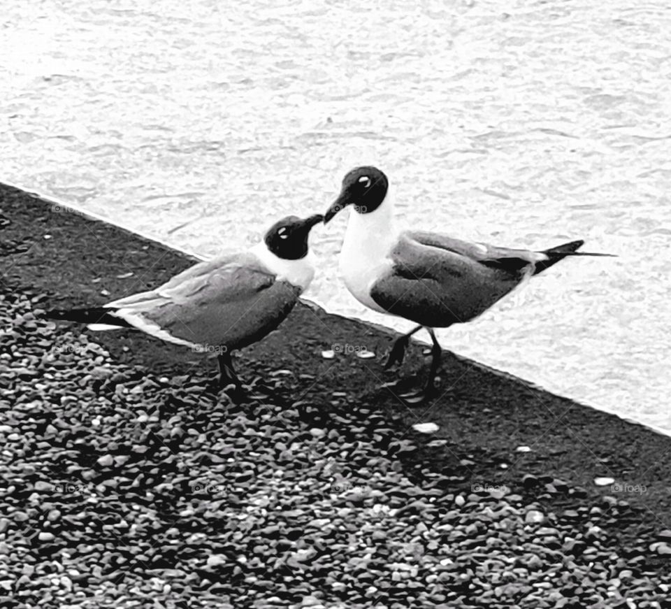 Even Seagulls kiss.❤