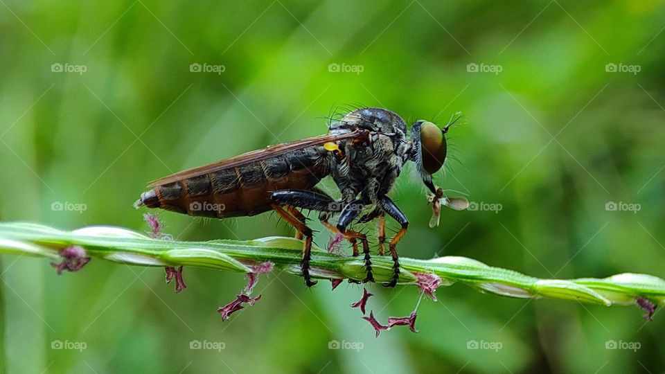 assassin flies, robber flies, robber flies caught an insect, insect hunter, flying, flying insects