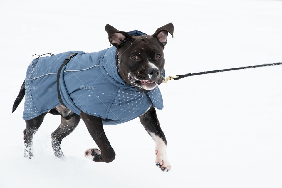 Happy smiling puppy playing in the snow 