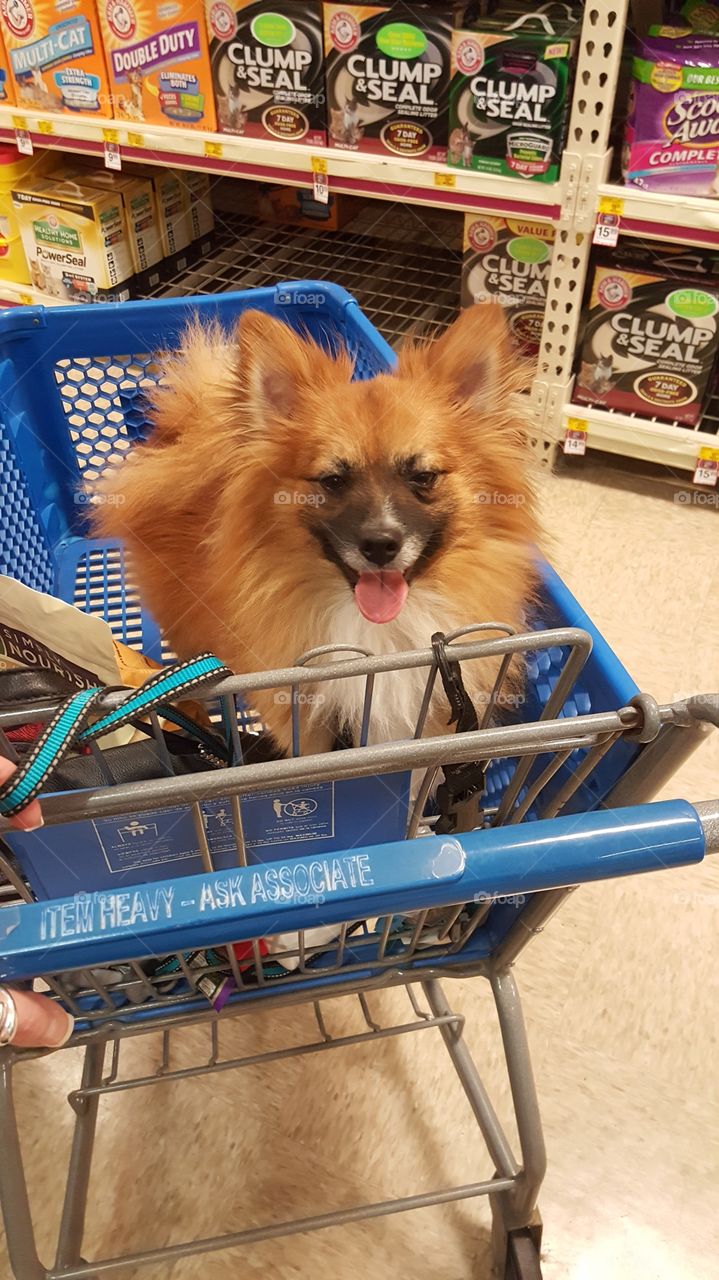 No Person, Shopping, Cute, Cart, Pet